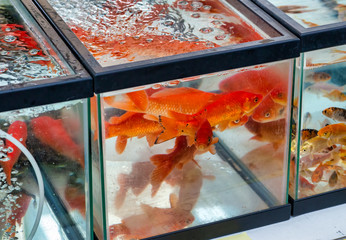 autumn foliage in italy