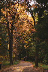 Autumn forest with trees by the road with foliage