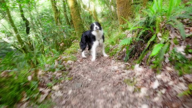 perro border collie corriendo en el sendero de un bosque rodeado de &aacute;rboles a c&aacute;mara lenta