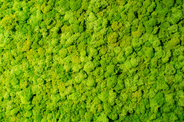 Reindeer moss wall, green wall decoration made of reindeer lichen Cladonia rangiferina.