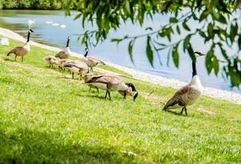 ducks by the lake pinch the grass