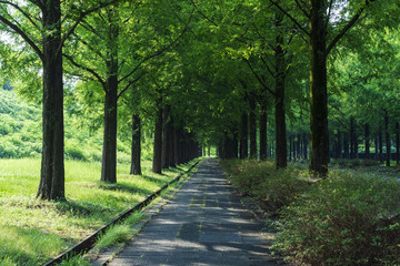 Obraz premium 夏の散歩道