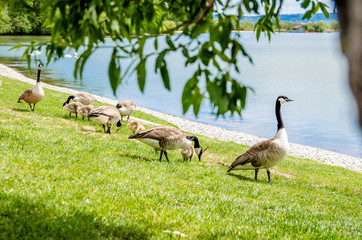 ducks by the lake pinch the grass