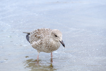 Möwe im flachen Wasser