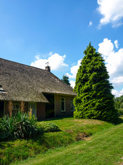 House with thatched roof and spruce tree