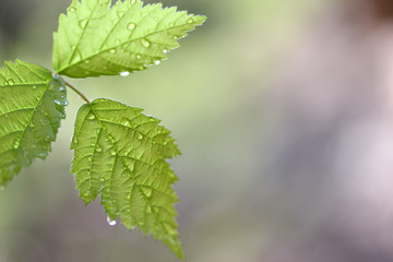 Fototapeta na wymiar Green leaf texture, beautiful nature texture concept, copy space.