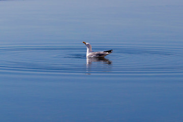 Seagul in blue water ripples, Portugal