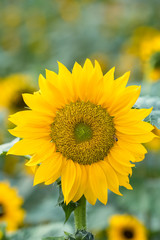 Sunflower blooming natural background.