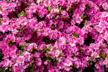 Fototapeta premium Pink Japanese Azalea on the branch in the garden