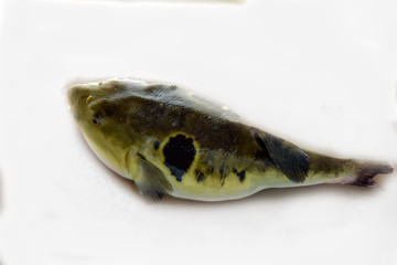 Puffer fish cultivated in marine farm