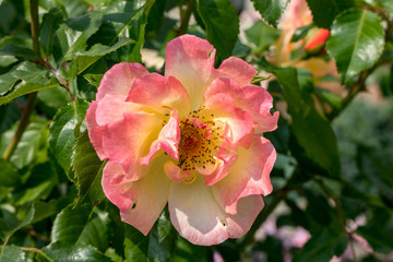 Yellow Rose on the Branch in the Garden