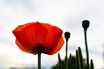 Red poppy flower and seeds against the sky.