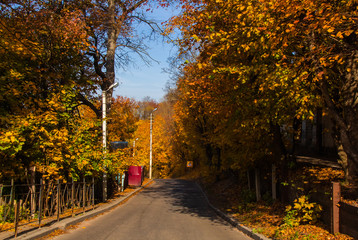 The road dotted with gold leaves, Smolensk