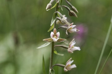 Flowers of a marsh helleborine, Epipactis palustris