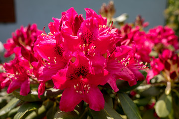Blooming red flowers of Rhodenrona. A great decoration for any garden