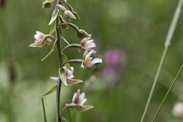 Obraz na płótnie Canvas Flowers of a marsh helleborine, Epipactis palustris
