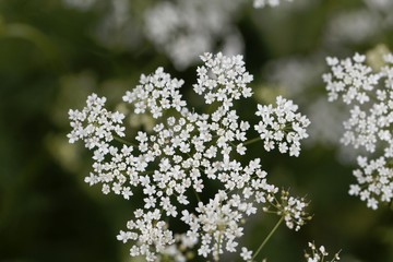 Macro photo of greater burnet-saxifrage, Pimpinella major.