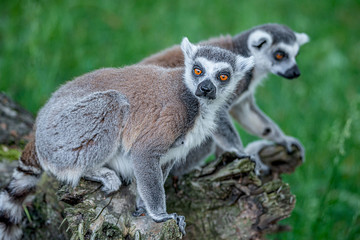 Portrait of funny ring-tailed Madagascar lemurs in green outdoor enjoying summer