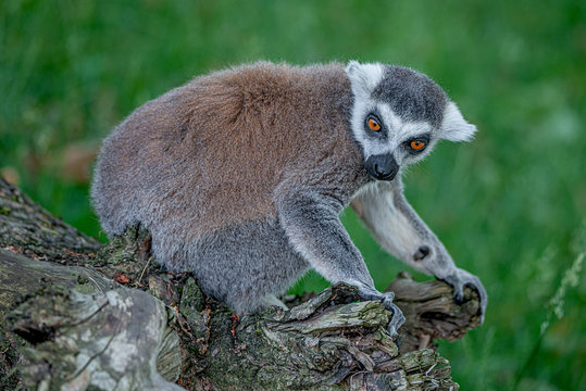 Portrait of funny ring-tailed Madagascar lemurs in green outdoor enjoying summer