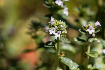 Macro photo of of lemon thyme, Thymus citriodorus.
