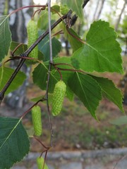 Beautiful of green birch leaves
