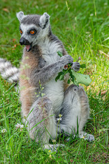 Portrait of funny ring-tailed Madagascar lemurs in green outdoor enjoying summer