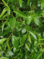 Beautiful of green tropical leaves