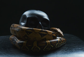 snake wrapped black skull on black background, Python settled and human skull, tongue sticking out - 276690997