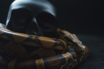snake wrapped black skull on black background, Python settled and human skull, tongue sticking out