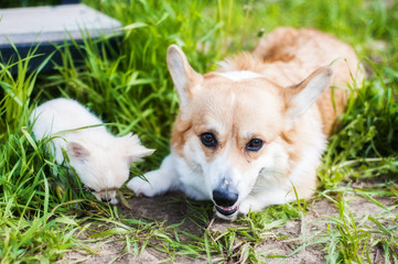 A corgi dog walks in the grass along with a miniature puppy Chihuahua