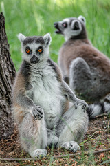 Portrait of funny ring-tailed Madagascar lemurs in green outdoor enjoying summer