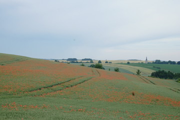 Obraz premium Sommer