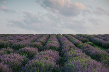Fototapeta na wymiar Lavender Fields at sunset