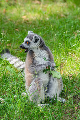 Portrait of funny ring-tailed Madagascar lemurs in green outdoor enjoying summer
