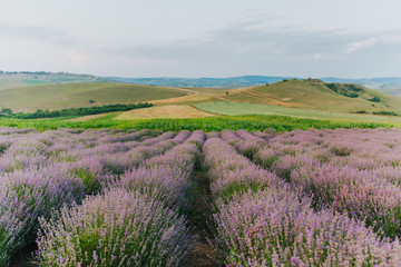 Plakat Lavender Fields at sunset