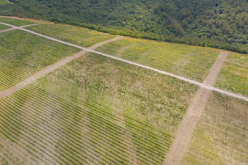 Aerial View Of Green Vineyards In Sunny Day, Gelendzhik, Russia
