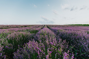 Naklejka premium Lavender Fields at sunset
