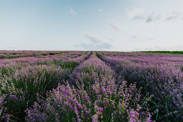 Fototapeta premium Lavender Fields at sunset