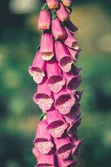 purple orchid flower