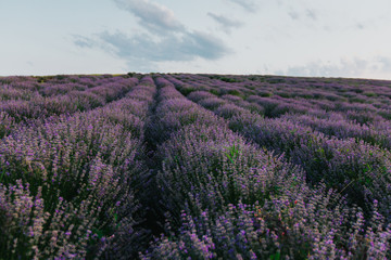Fototapeta na wymiar Lavender Fields at sunset
