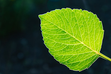 Green Beautiful leaf backlit by sunlight on dark background