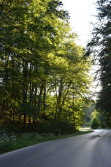 Obraz premium droga, bory, drzew, charakter, krajobraz, jesienią, asfalt, zieleń, drzew, podróż, opad, obszarów wiejskich, niebo, autostrada, kraj, park, blękit, pora roku, krajobrazowy, przewozy, droga, landstrass