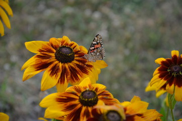 motyl , kwiat, bee, charakter, zółty, jardin, lato, insekt, roślin, kwiat, zieleń, makro, kwiat, rudbekia, płatek, kwiat, jary, pomarańcz, flora, beuty, fruwać, daisies, pyłek, bliska, miodu