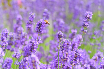 A Bee collecting pollen from lavender flowers in a bright summer meadow