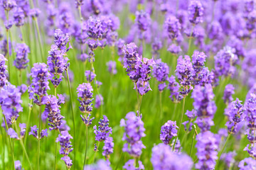 Lavender fields in close up detail, wild purple lavender flowers growing outside