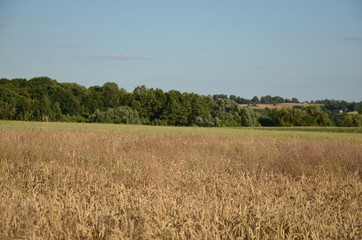 przenica, pola, rolnictwa, zboza, plon, lato, kaszka, farma, niebo, charakter, zbiorów, roślin, blękit, jedzenie, zółty, krajobraz, kukurydza, złota, obszarów wiejskich, bochenki, gras, żytni, hodowan