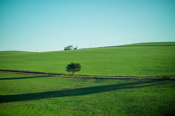 Naklejka premium Green fields with clean sky in the background