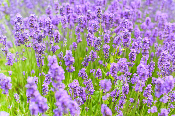 Fototapeta premium Lavender fields in close up detail, wild purple lavender flowers growing outside