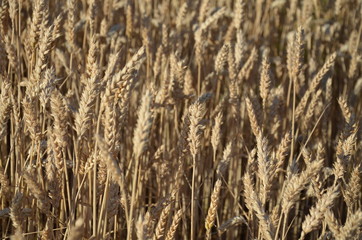 Fototapeta premium przenica, pola, rolnictwa, zboza, plon, lato, kaszka, farma, niebo, charakter, zbiorów, roślin, blękit, jedzenie, zółty, krajobraz, kukurydza, złota, obszarów wiejskich, bochenki, gras, żytni, hodowan