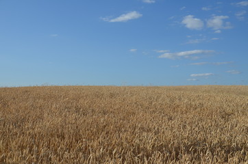 przenica, pola, rolnictwa, zboza, plon, lato, kaszka, farma, niebo, charakter, zbiorów, roślin, blękit, jedzenie, zółty, krajobraz, kukurydza, złota, obszarów wiejskich, bochenki, gras, żytni, hodowan